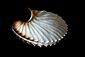 Paper Nautilus